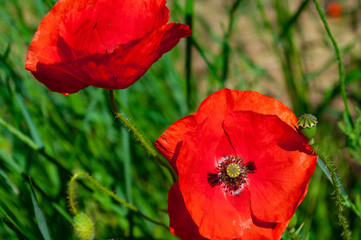 Red poppies in nature closeup