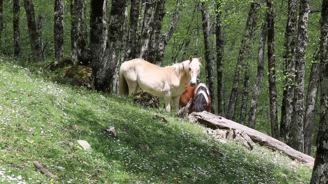 Cavalli selvaggi nel Parco Nazionale del Cilento e Vallo di Diano; Wild horses