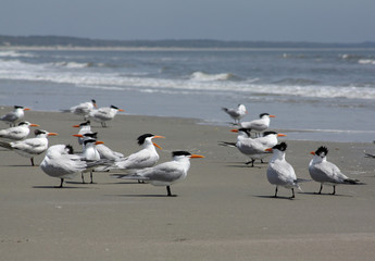 Royal Terns on Beach