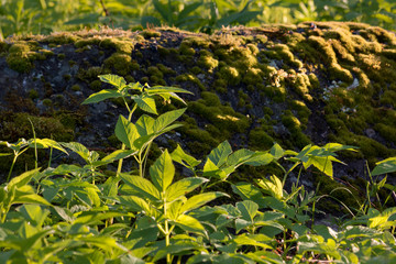 Ground elder (Aegopodium podagraria) growing in forest