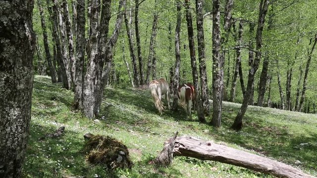 Cavalli selvaggi nel Parco Nazionale del Cilento e Vallo di Diano; Wild horses