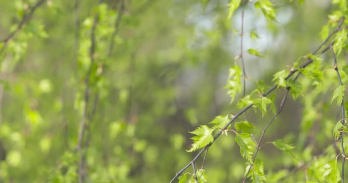 pan shot of birch betula dalecarlica leaves sways in spring day, 4k 60fps prores footage