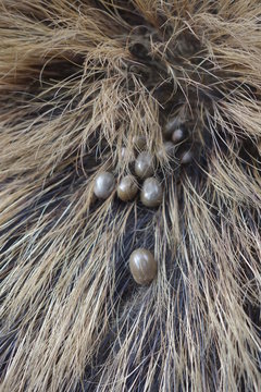 Ticks on the wool of a wild pig. Ixodes ricinus.