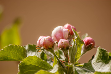 pink buds of Apple trees on an ochre background