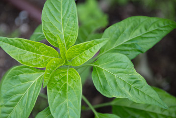Green Basil Plant in Garden