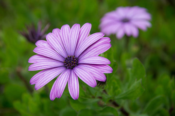 Obraz premium Flower with Purple Petals