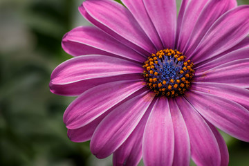 purple African Daisy on green background