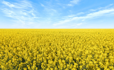 Obraz premium Blue sky, sun and yellow canola field.