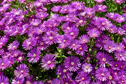 Sea of purple flowers