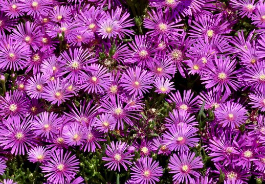 Sea of purple flowers
