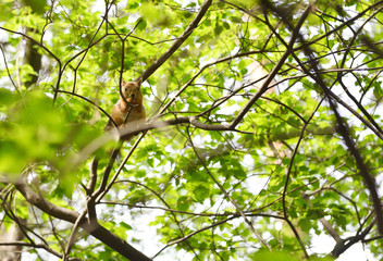 Reddish-brown furry squirrel feeding. Tree squirrel eating nuts. Small rodent with its food. Slight motion blur.