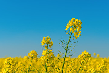 Blue sky, sun and yellow canola field.