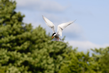 Common tern pausing in mid flight and going into a dive to catch fish from a lake