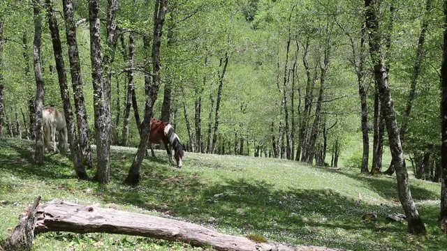 Cavalli selvaggi nel Parco Nazionale del Cilento e Vallo di Diano; Wild horses