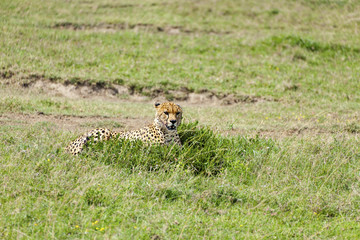 Cheetah in The Grass