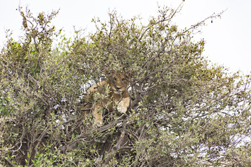 Obraz premium Lion in a Tree