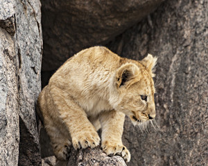 Fototapeta na wymiar Lion Cub in Cave
