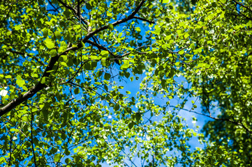 Fototapeta na wymiar Сrowns and branches of birch against the blue sky. Juicy, green leaves of the birch. Spring, summer background. Vignette of foliage