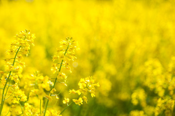 Field of yellow flowers. Summer,spring , Sunny background
