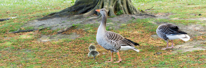 Gänse mit Kücken auf einer Wiese