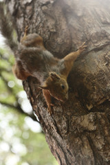 Naklejka premium Reddish-brown furry squirrel feeding. Tree squirrel eating nuts. Small rodent with its food. Slight motion blur.