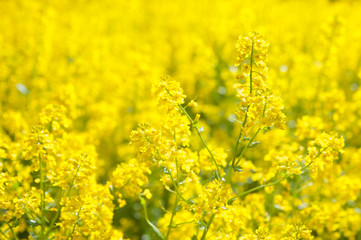 Obraz premium Field of yellow flowers. Summer,spring , Sunny background 