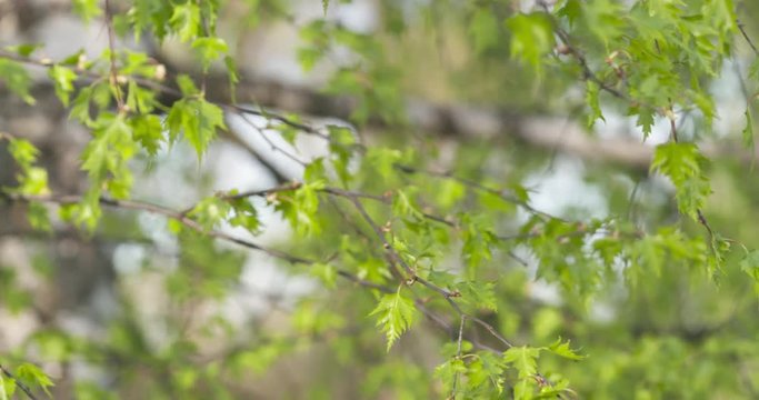 pan shot of birch betula dalecarlica leaves sways in spring day, 4k 60fps prores footage