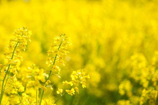 Fototapeta Field of yellow flowers. Summer,spring , Sunny background  