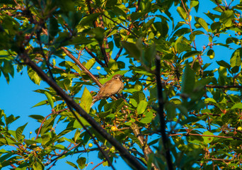 Spatz im Kirschbaum