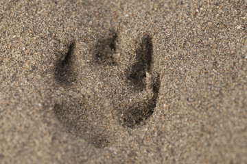 Dog paw print in the sand on the beach.
