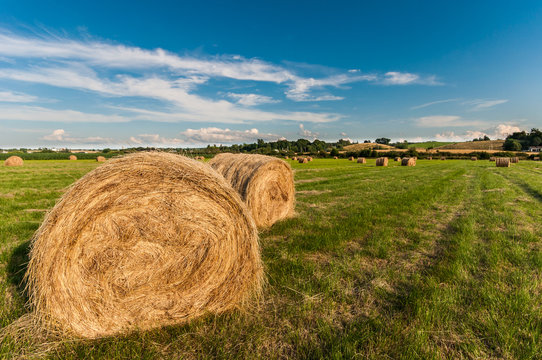 Hay bales in a field