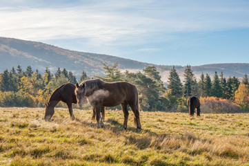 horses with mountain backdrop