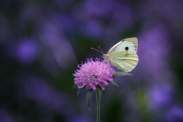 Papillon