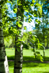 Young birch branches in the sunlight . Spring green background. Juicy greens
