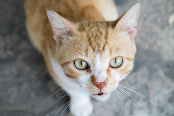 an orange and white cat 