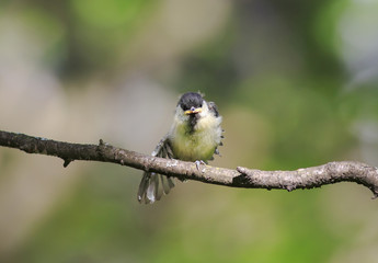 funny little chick tit sitting on a branch spreading its feathers and wings