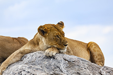 Lion Thinking On A Rock