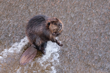 a beaver bathing in water