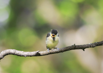 funny little chick tit sitting on a branch widely opened the beak in the spring Park