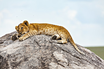 Open Eyed Lion Cub On A Rock
