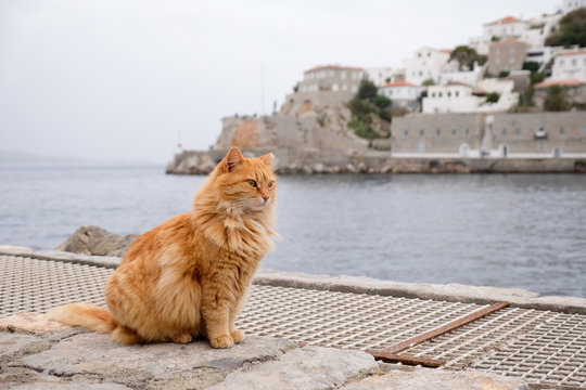 a cat in Hydra, Greece