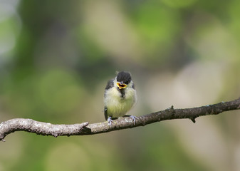  little chick tit sitting on a branch widely opened the beak in the spring Park