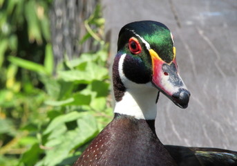 anatra dalle piume colorate - elegante