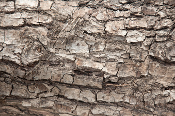 Grey cracked bark f old tree