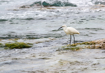 Egretta garzetta near ionian sea, south italy