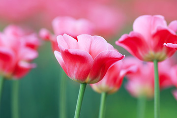 many flowers tulips growing in spring garden