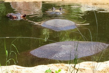 ippopotamo nascosto sott'acqua - rinfrescarsi