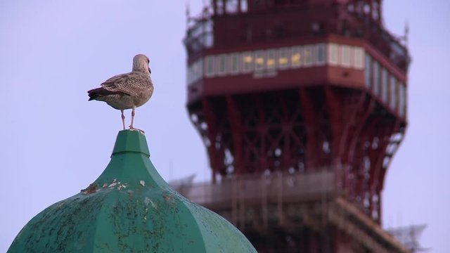 M&ouml;we Blackpool