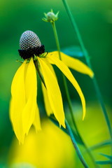 Grayhead coneflower