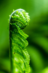 Ostrich Fern Leaf